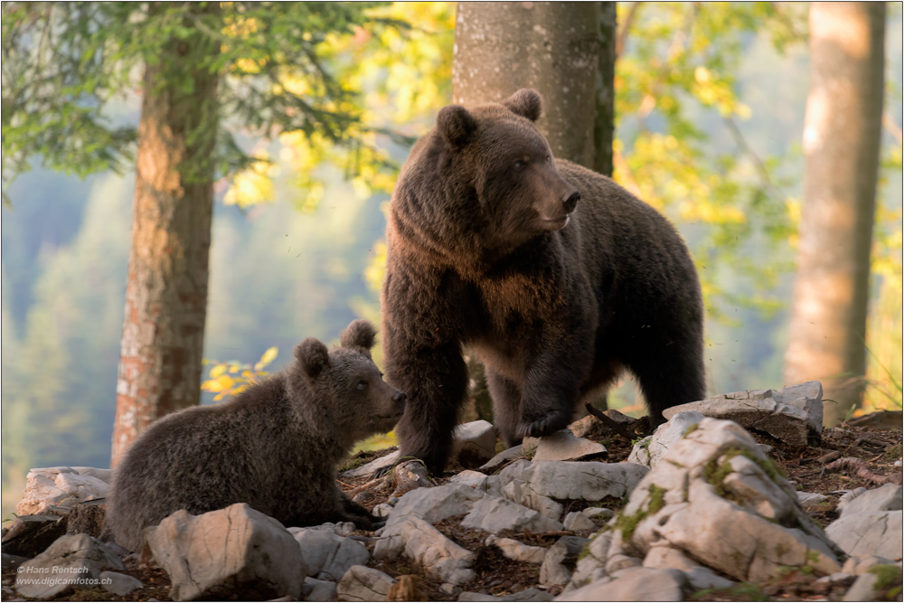 Braunbär