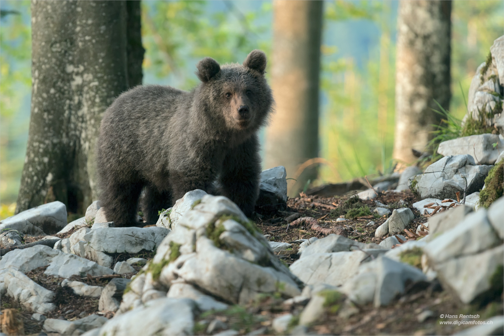 Braunbär