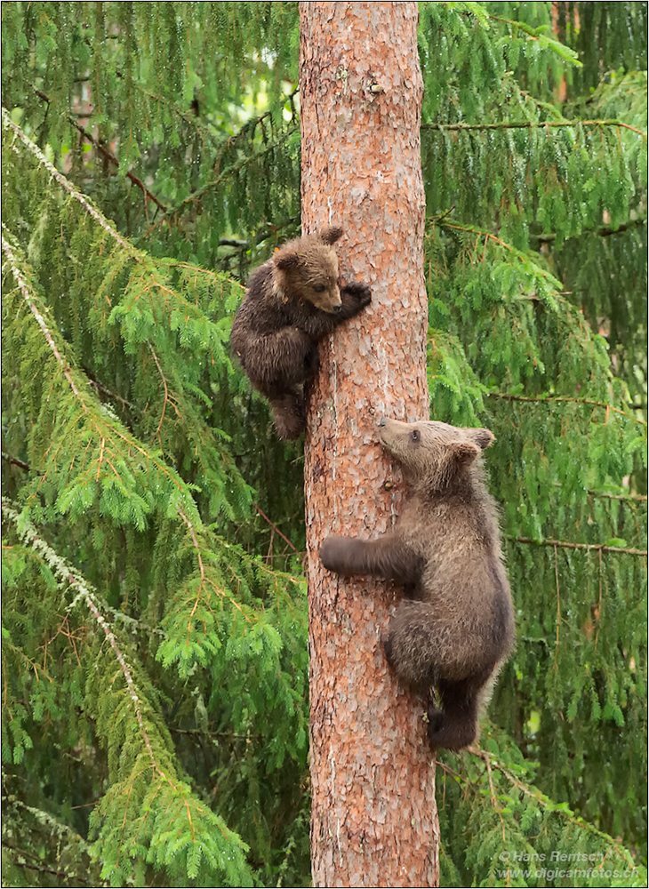 Braunbär