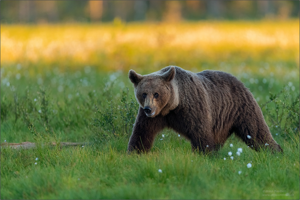 Braunbär