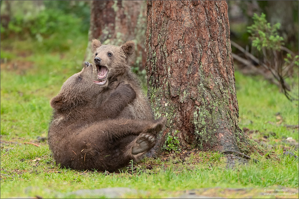 Braunbär