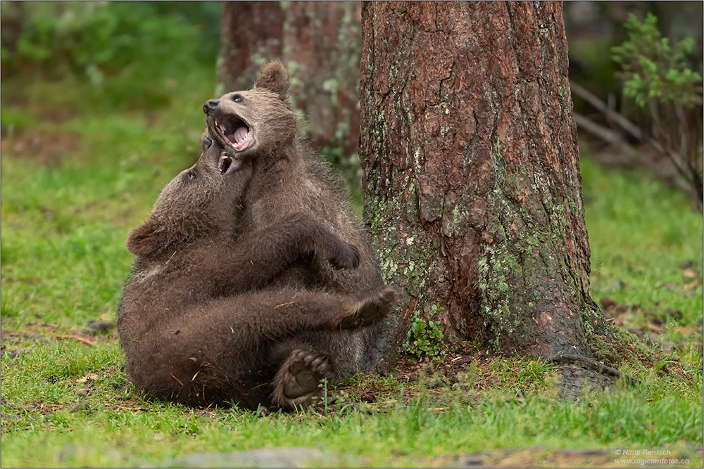 Braunbär