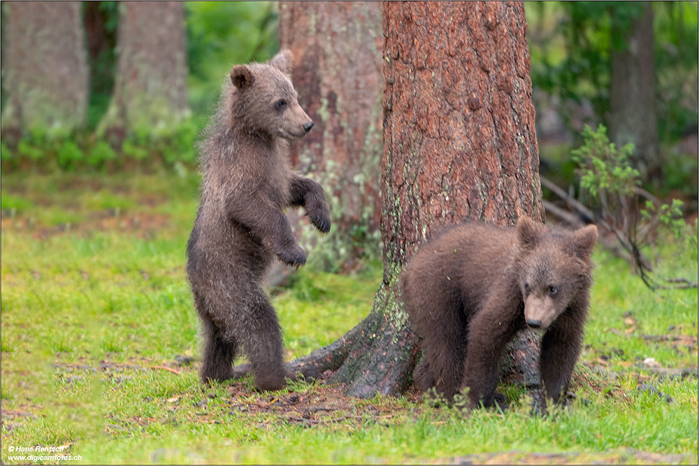 Braunbär