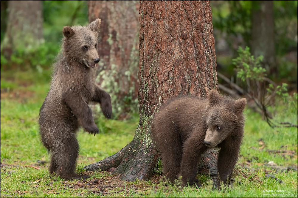 Braunbär