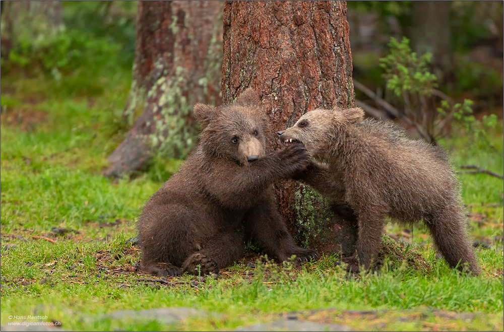 Braunbär