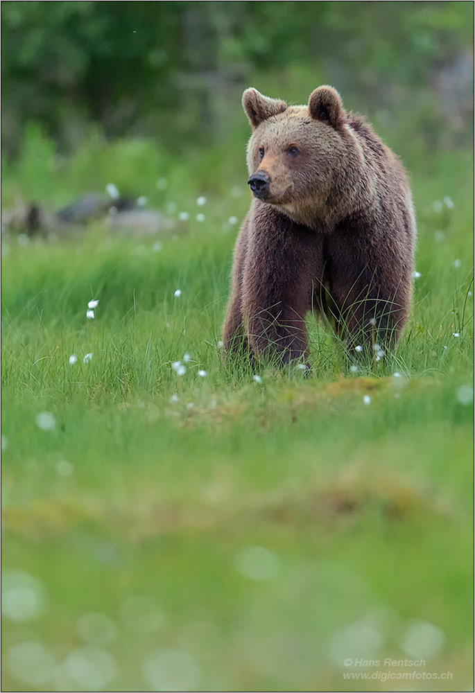 Braunbär