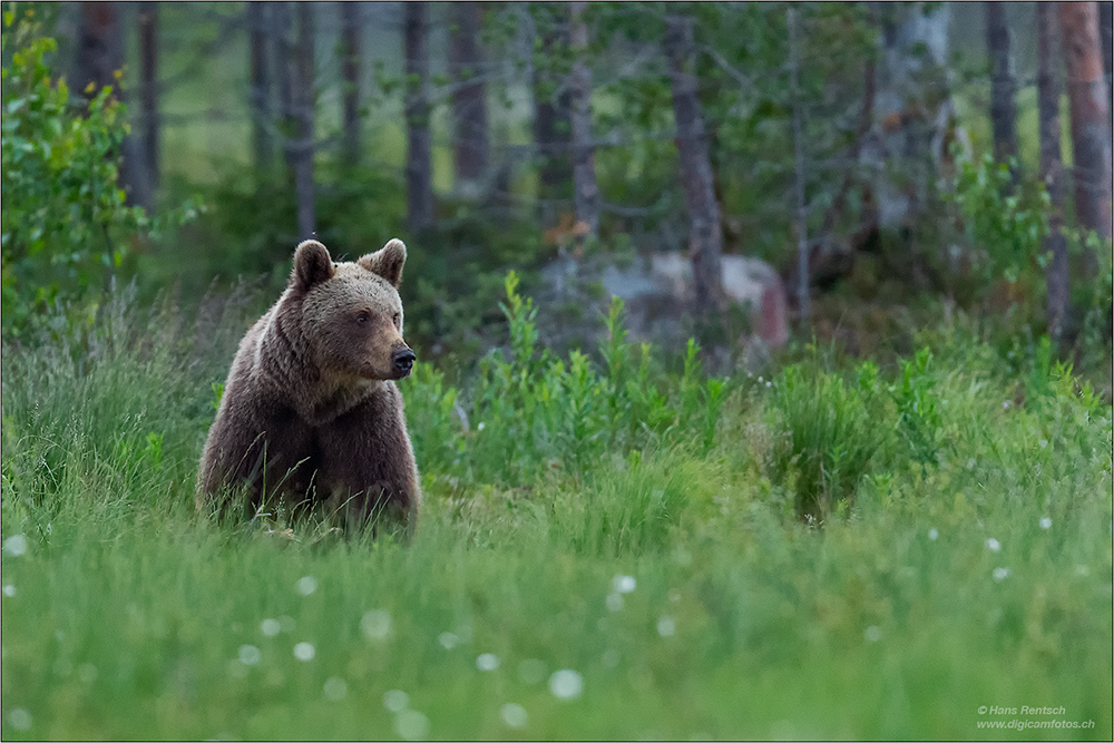 Braunbär