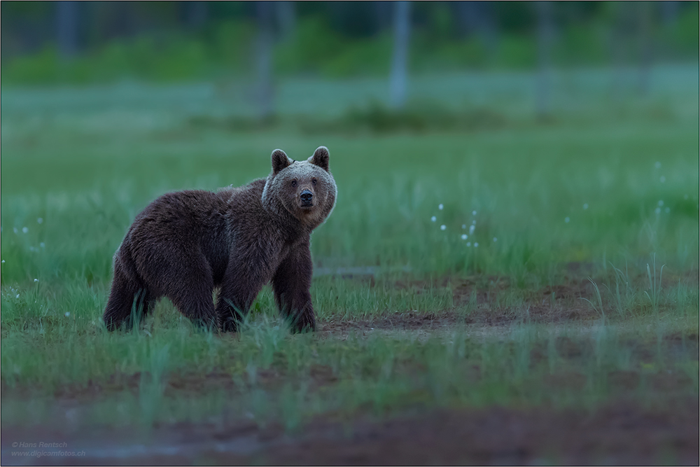 Braunbär