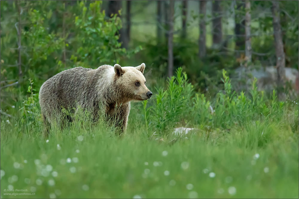 Braunbär