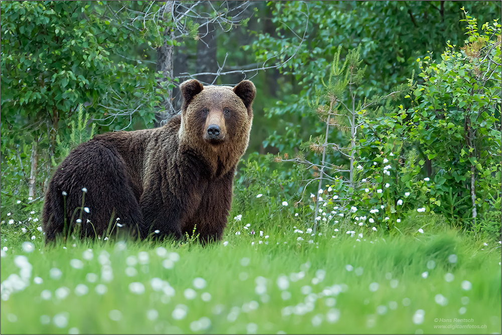 Braunbär