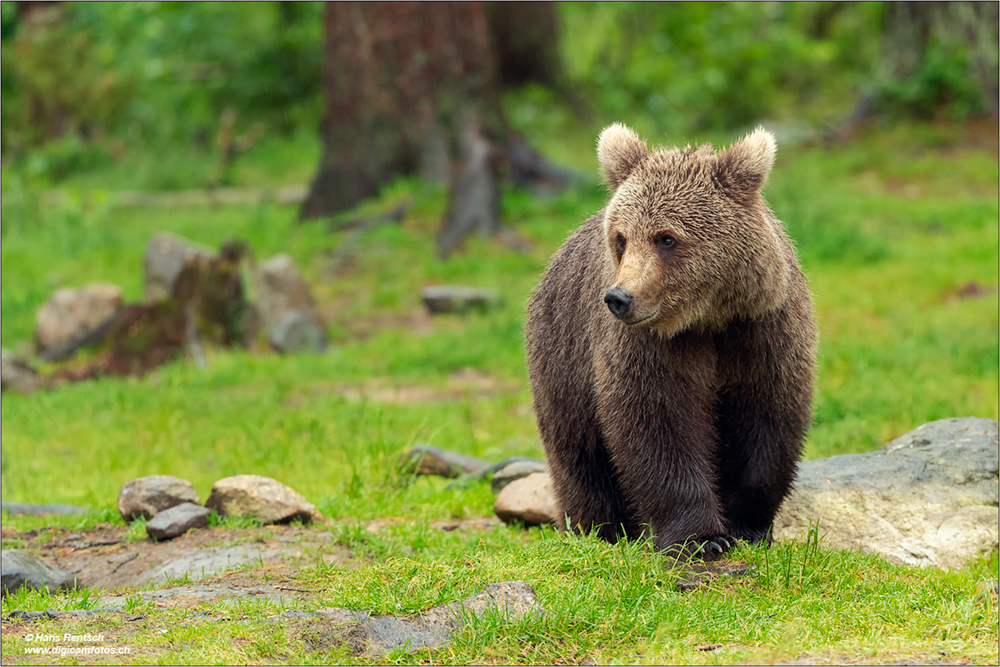 Braunbär