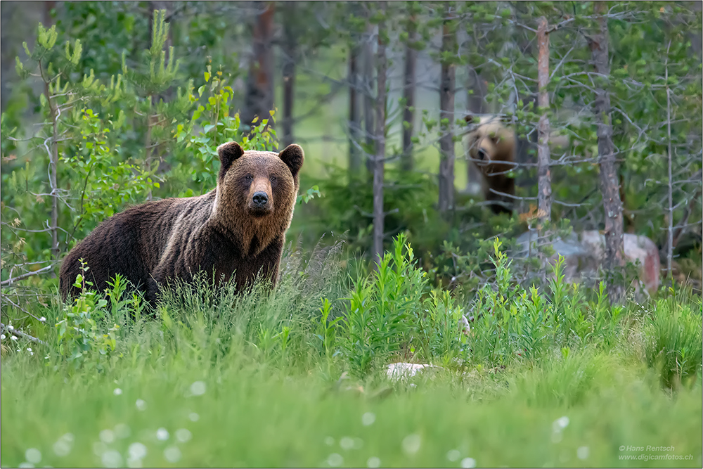 Braunbär