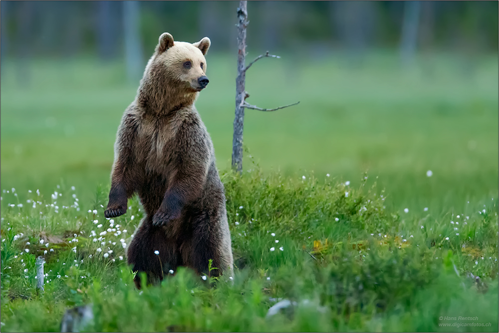 Braunbär