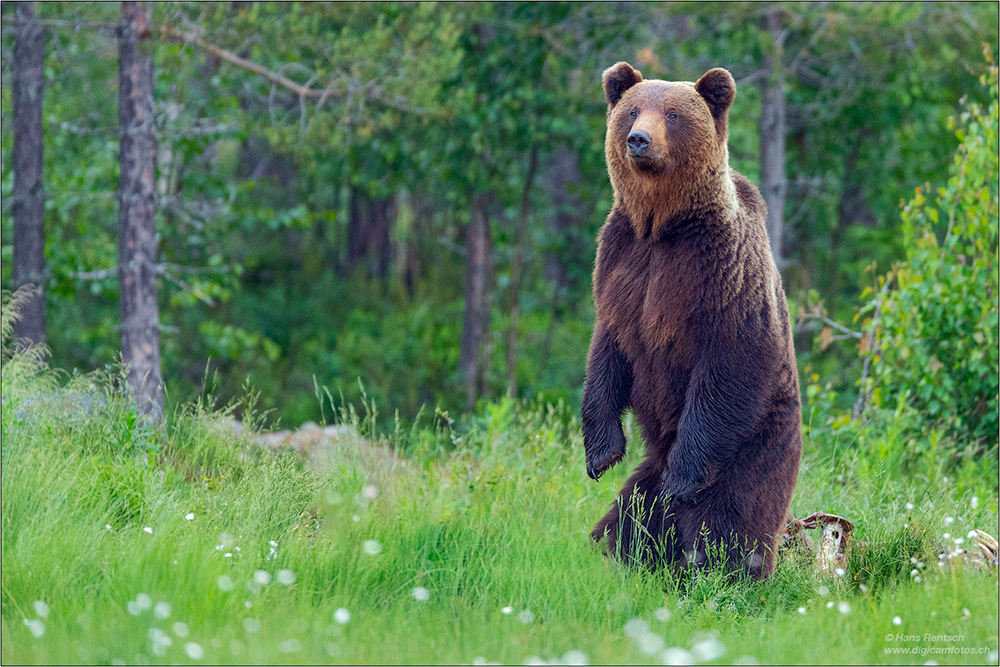 Braunbär