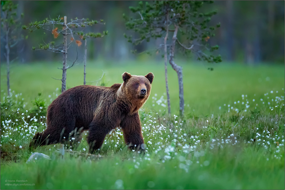 Braunbär