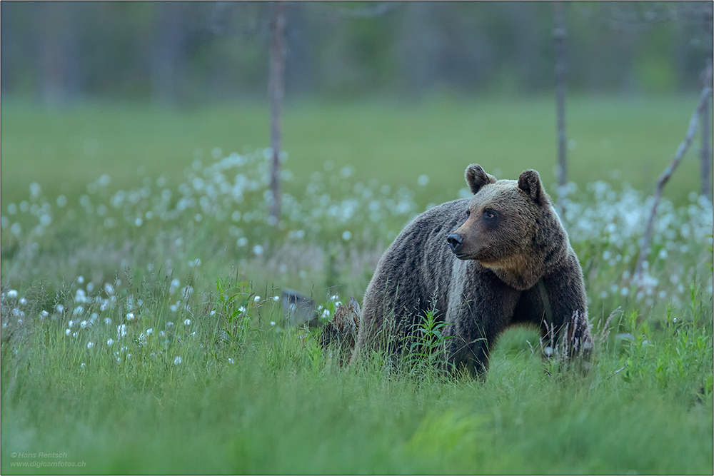 Braunbär