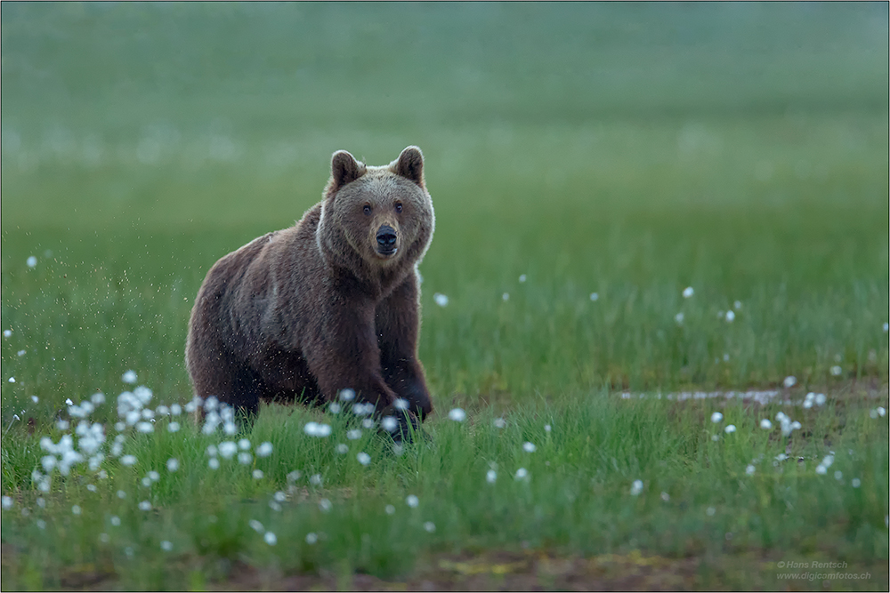 Braunbär