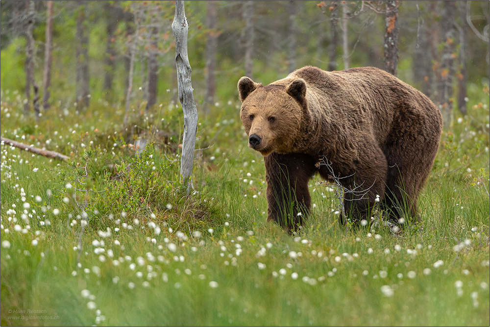 Braunbär