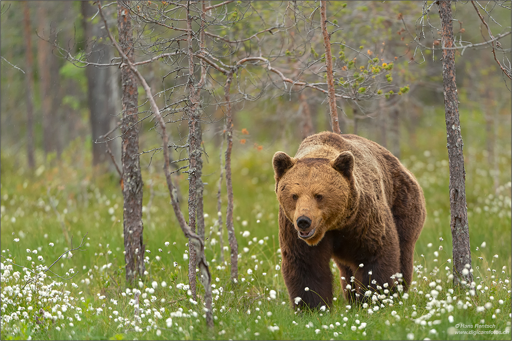 Braunbär