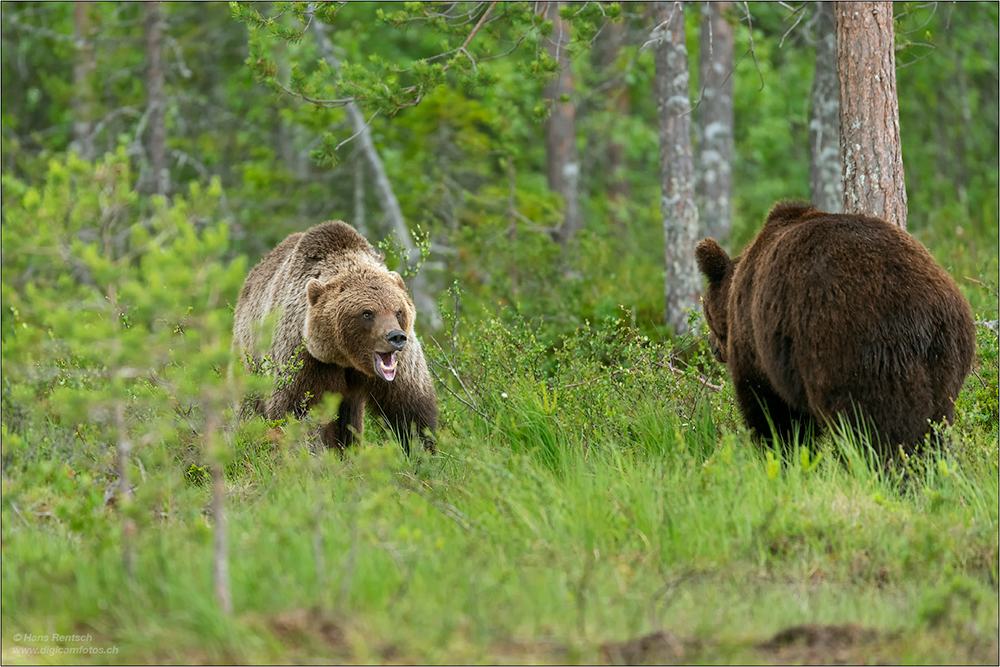 Braunbär