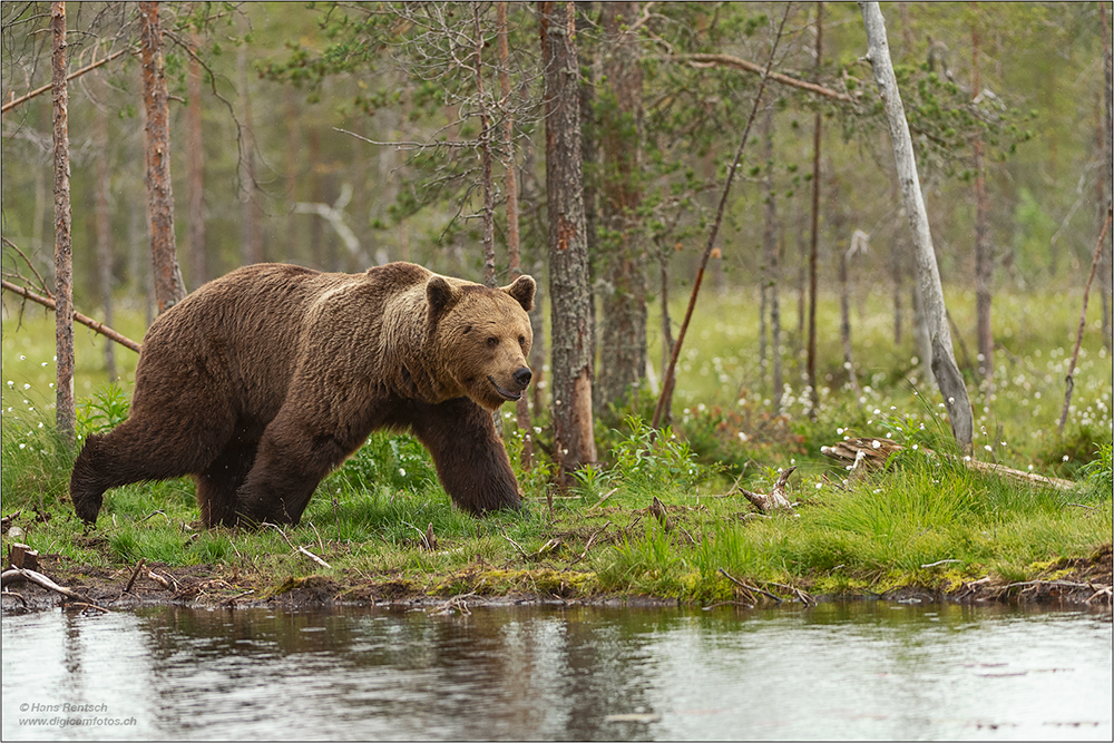 Braunbär