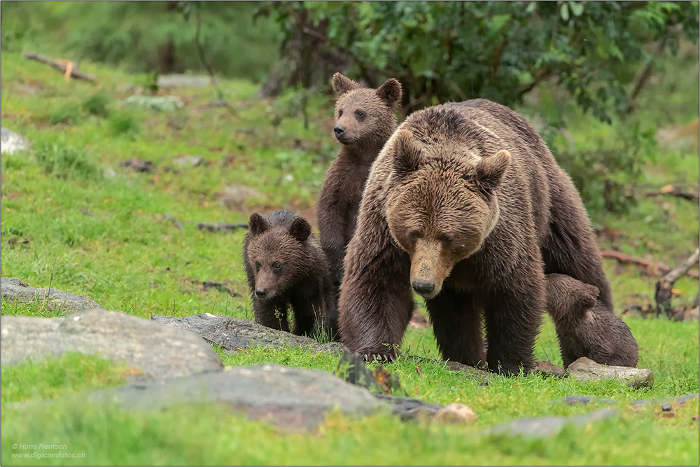 Braunbär