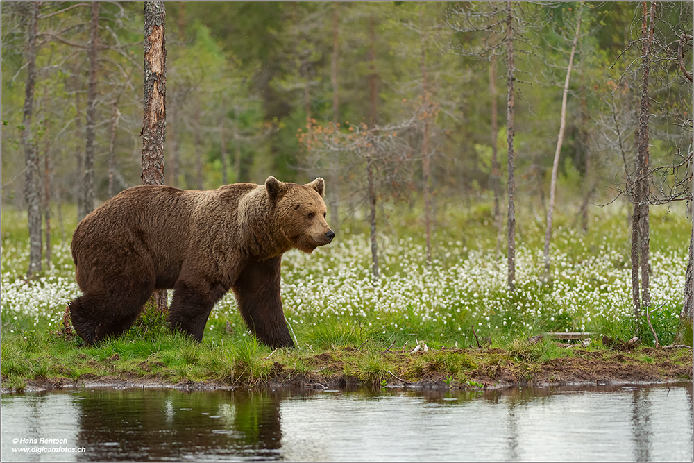 Braunbär