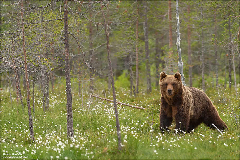 Braunbär