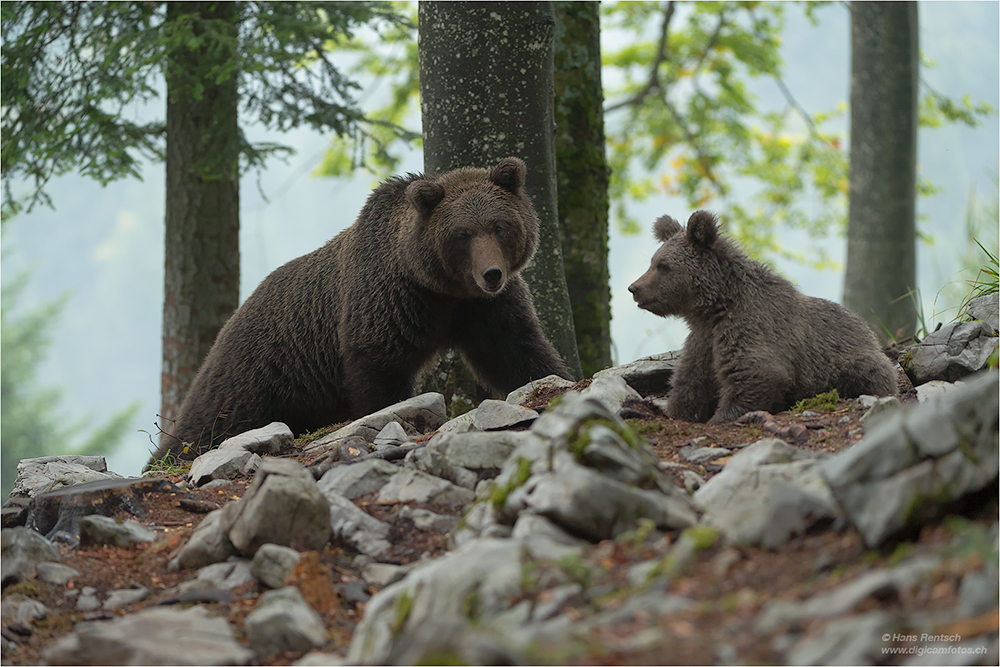 Braunbär