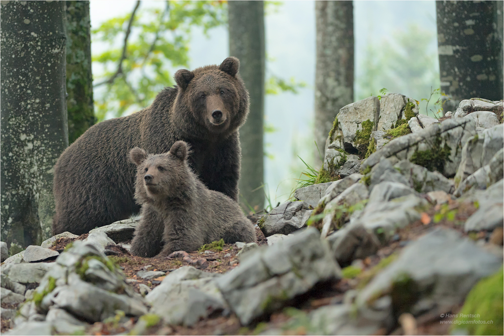 Braunbär