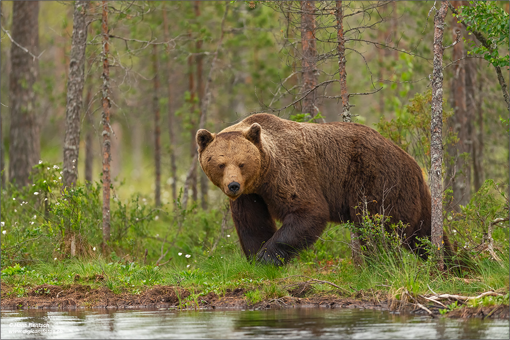 Braunbär