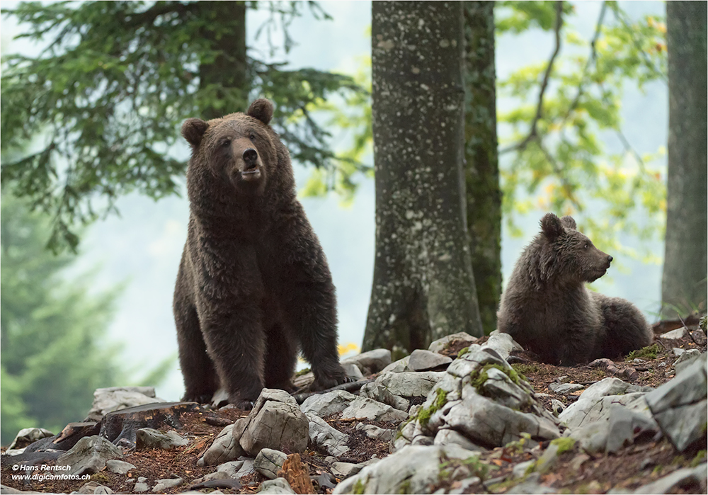 Braunbär