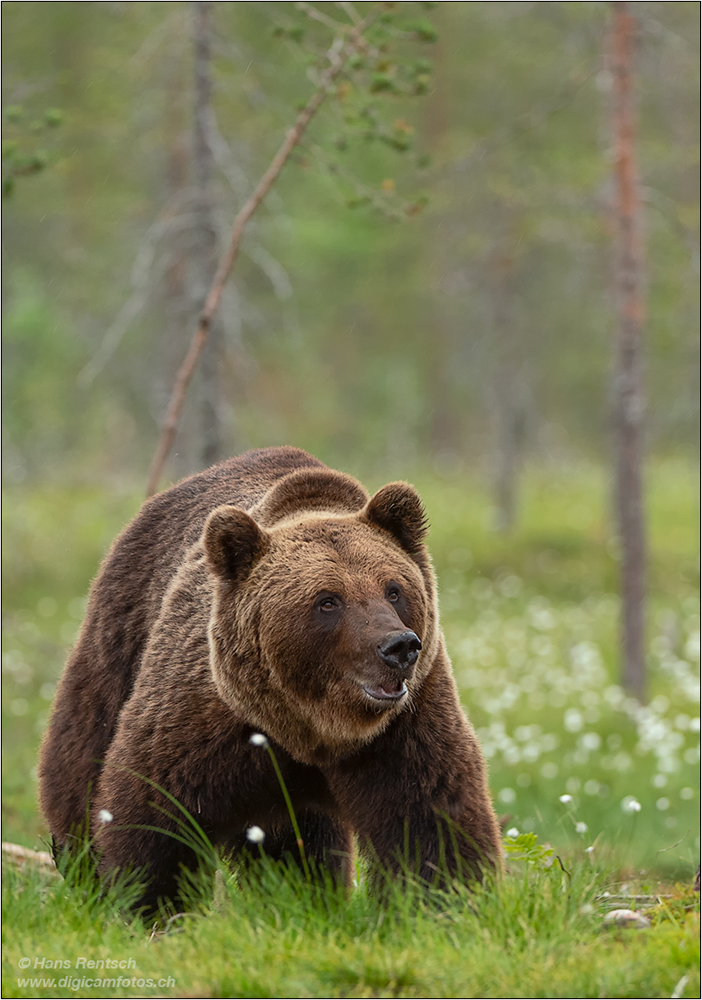 Braunbär