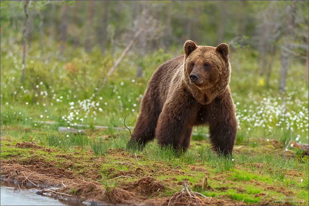 Braunbär