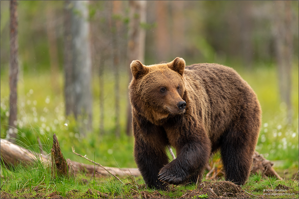 Braunbär