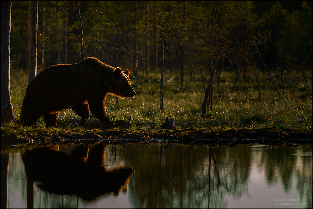 Braunbär