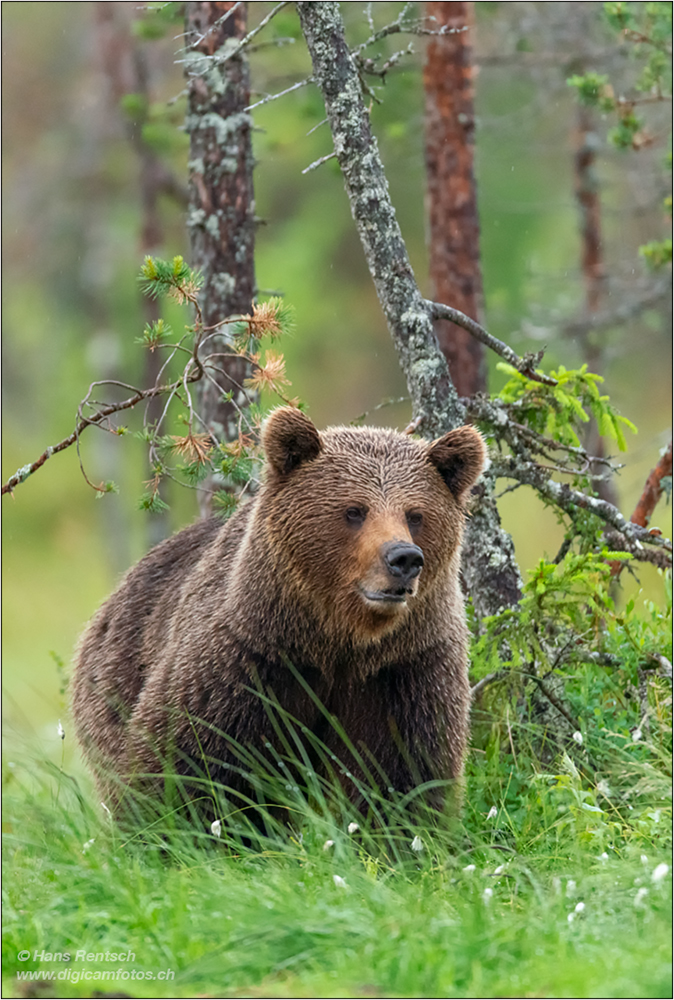 Braunbär