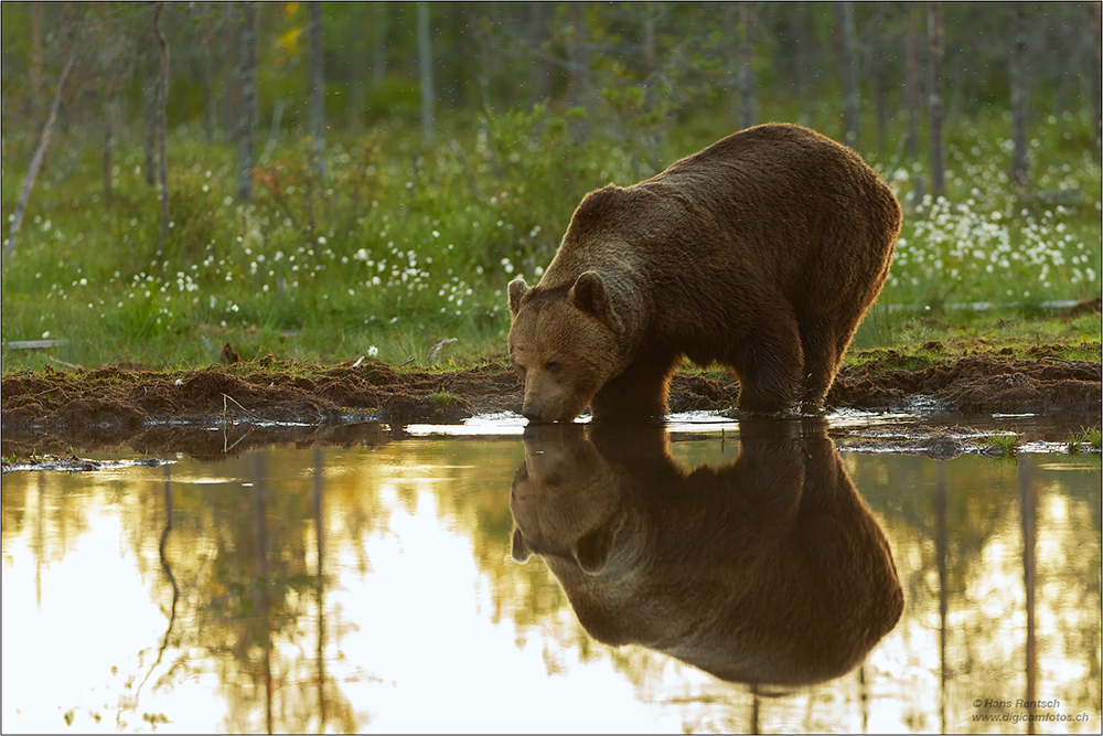 Braunbär