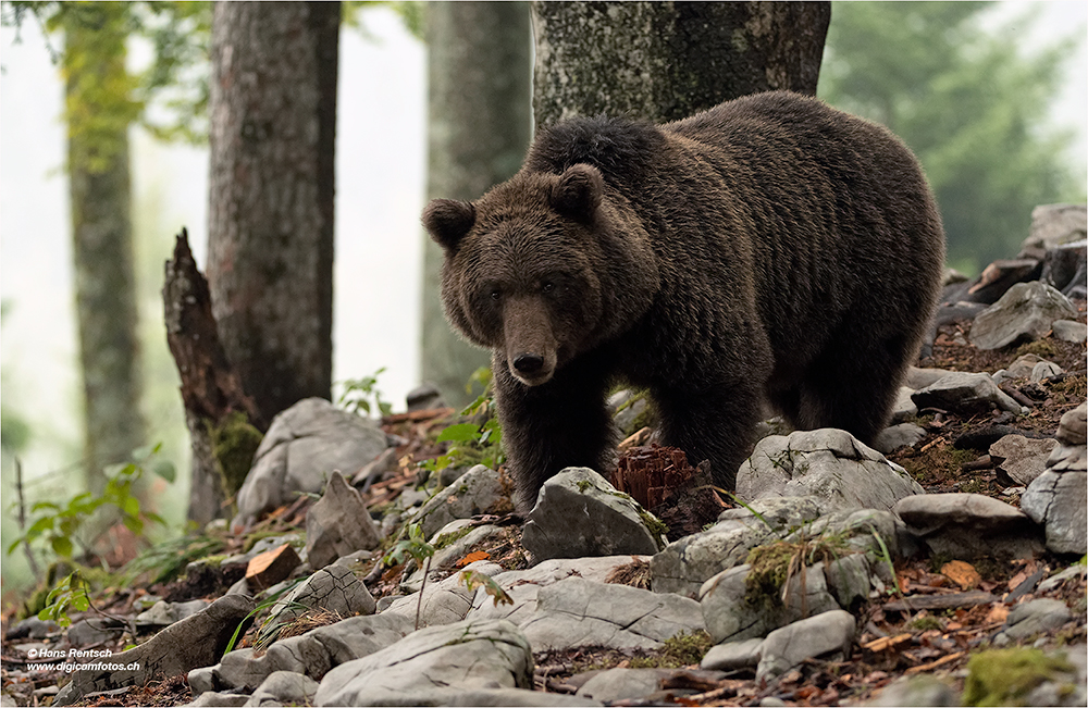 Braunbär