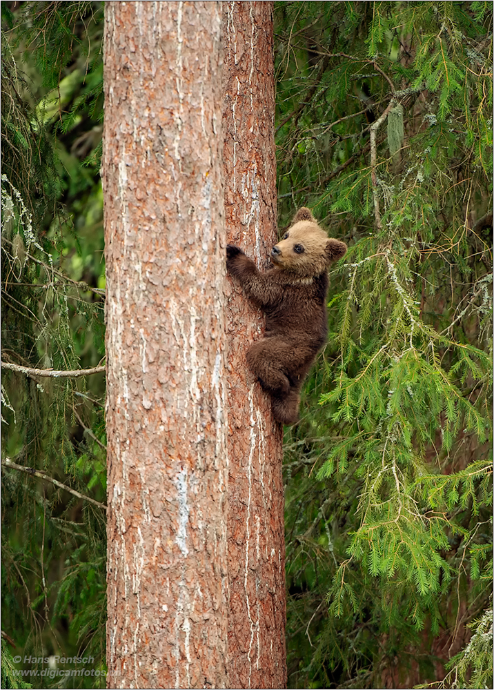 Braunbär