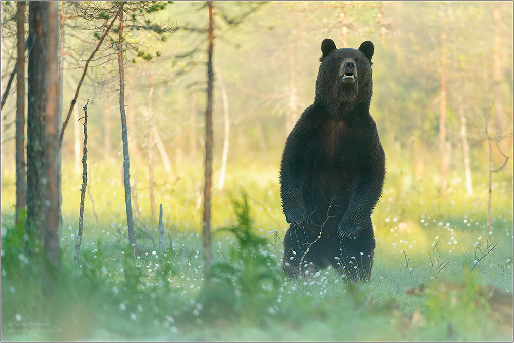 Braunbär