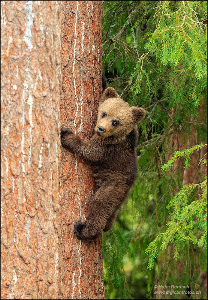 Braunbär