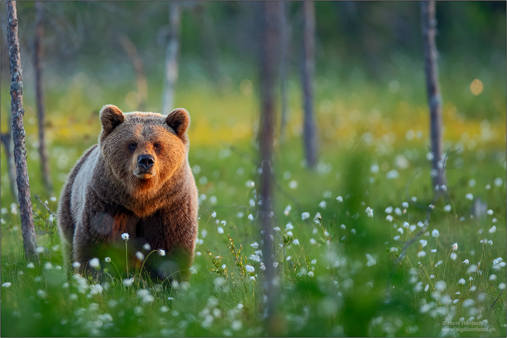 Braunbär