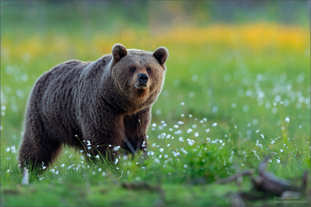 Braunbär