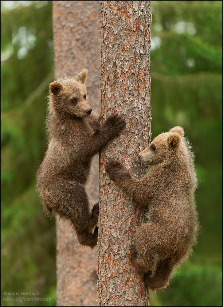 Braunbär