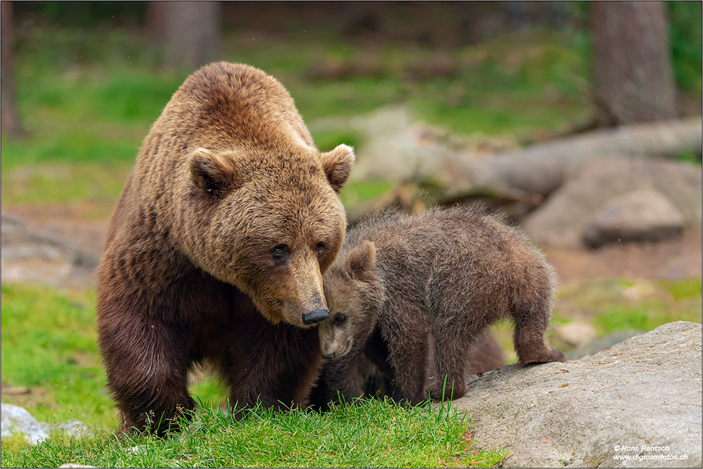 Braunbär