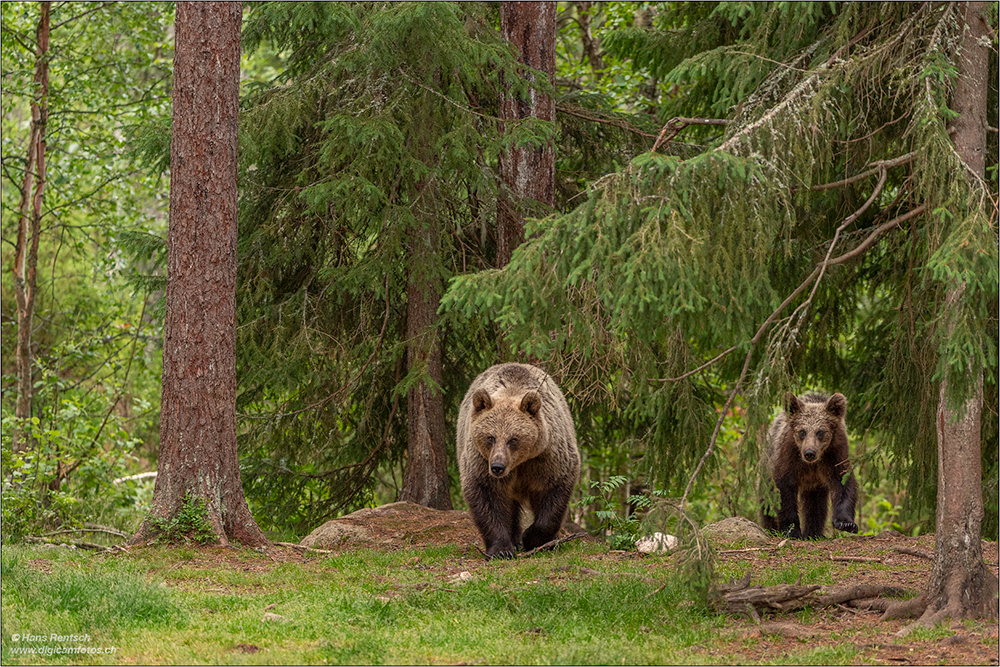 Braunbär