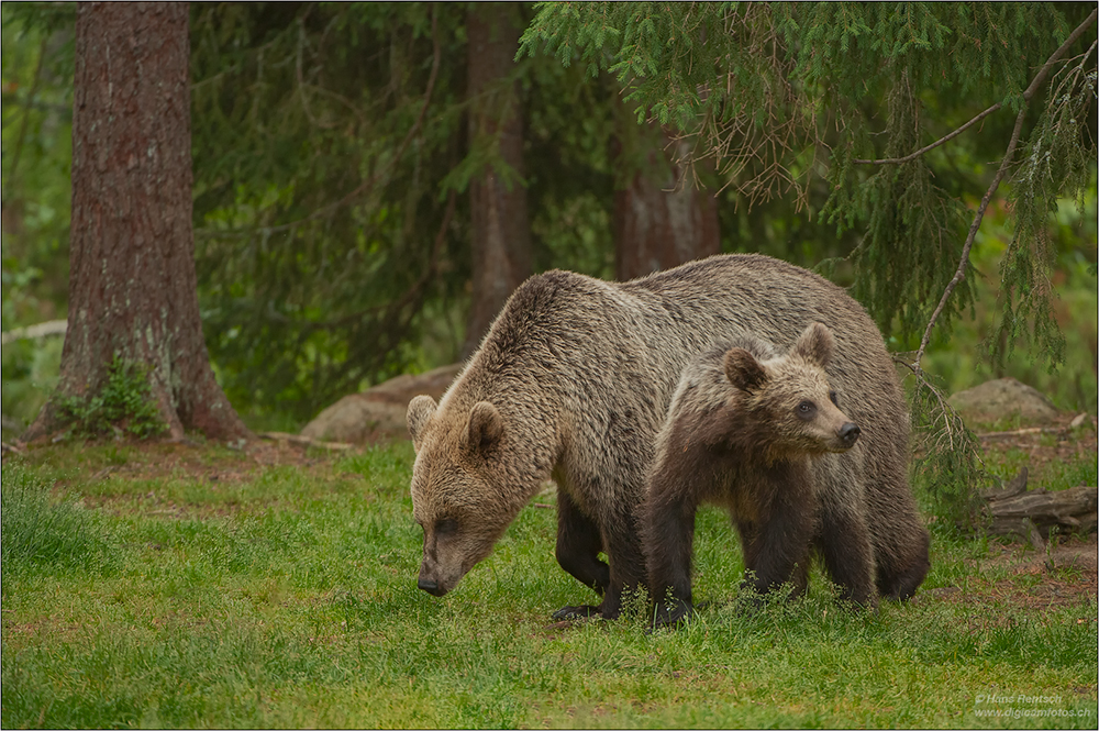 Braunbär