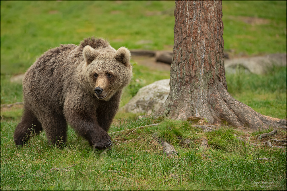 Braunbär