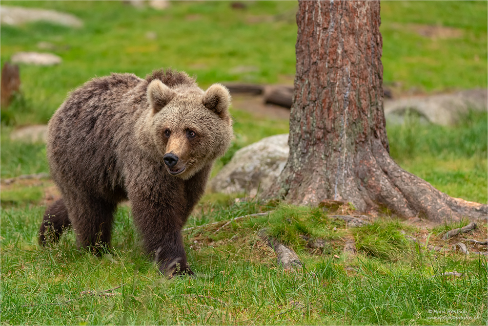 Braunbär